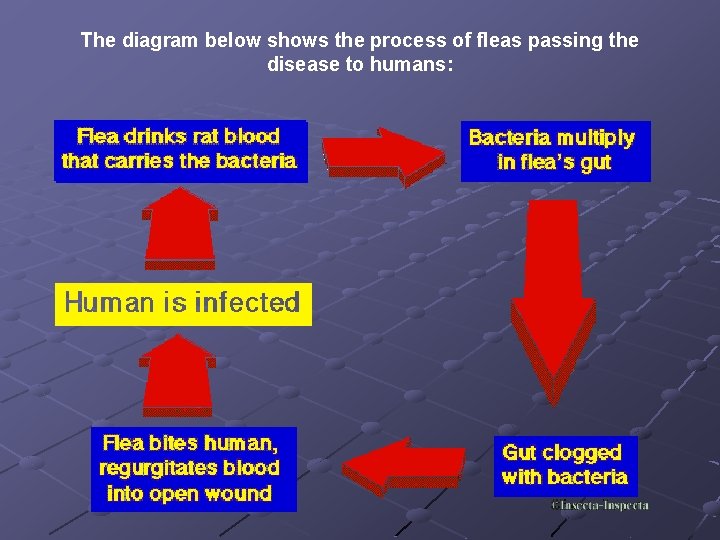 The diagram below shows the process of fleas passing the disease to humans: 