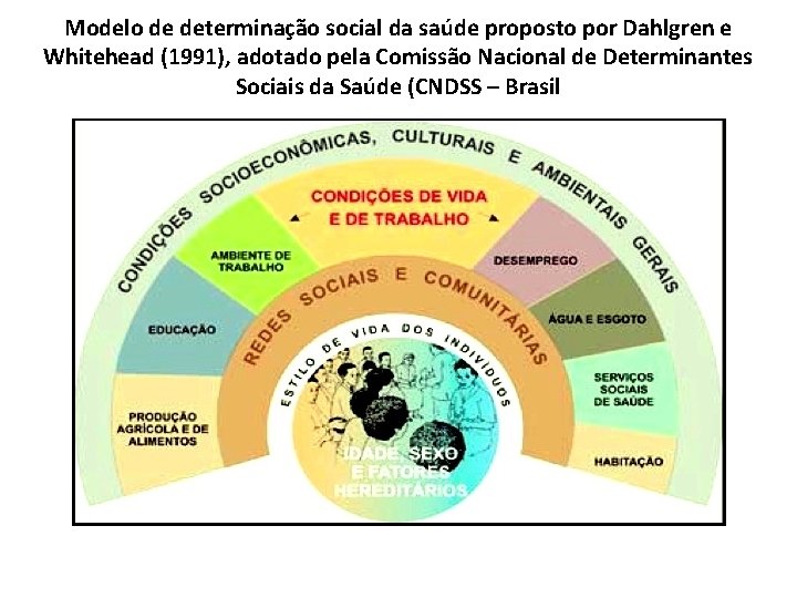 Modelo de determinaça o social da saúde proposto por Dahlgren e Whitehead (1991), adotado