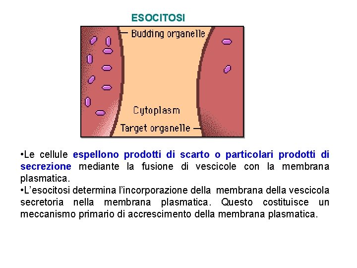 ESOCITOSI • Le cellule espellono prodotti di scarto o particolari prodotti di secrezione mediante