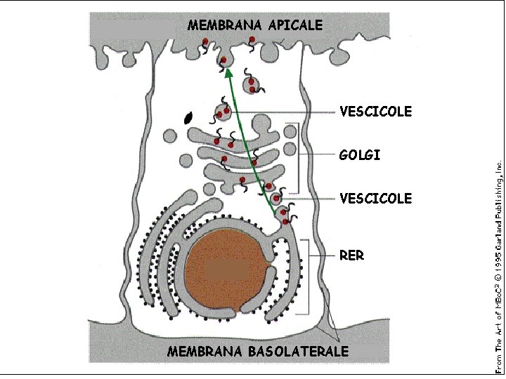 MEMBRANA APICALE VESCICOLE GOLGI VESCICOLE RER MEMBRANA BASOLATERALE 