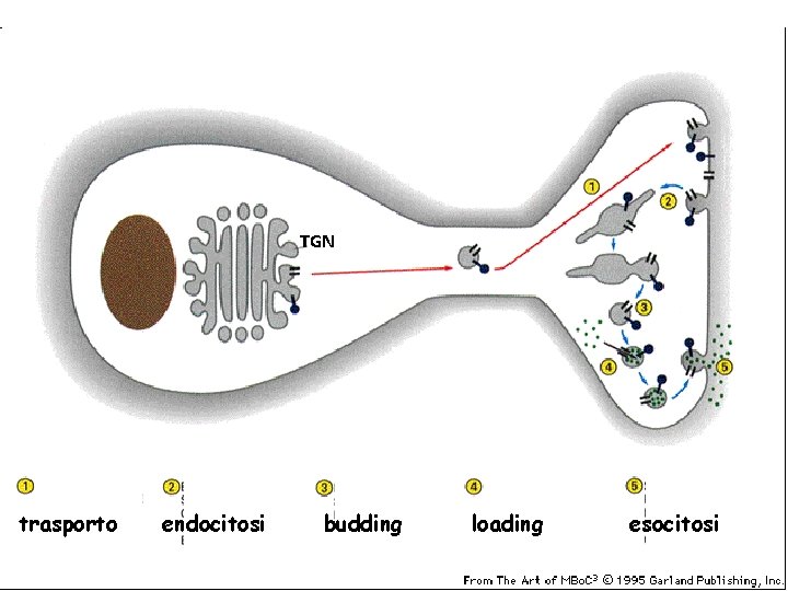 TGN trasporto endocitosi budding loading esocitosi 