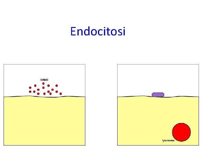 Endocitosi 