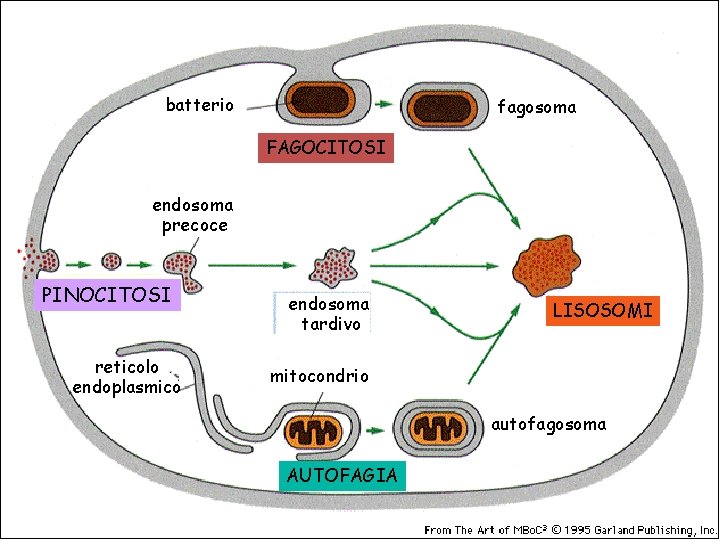 batterio fagosoma FAGOCITOSI endosoma precoce PINOCITOSI reticolo endoplasmico endosoma tardivo LISOSOMI mitocondrio autofagosoma AUTOFAGIA