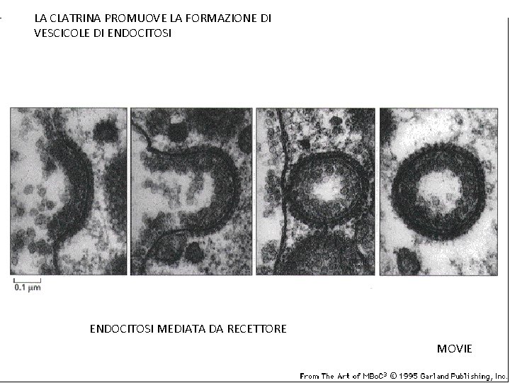 LA CLATRINA PROMUOVE LA FORMAZIONE DI VESCICOLE DI ENDOCITOSI MEDIATA DA RECETTORE MOVIE 