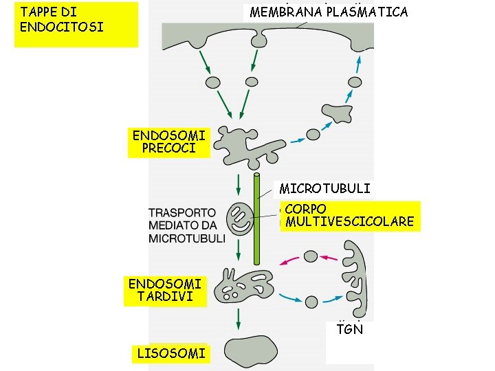 MEMBRANA PLASMATICA TAPPE DI ENDOCITOSI ENDOSOMI PRECOCI MICROTUBULI CORPO MULTIVESCICOLARE ENDOSOMI TARDIVI TGN LISOSOMI