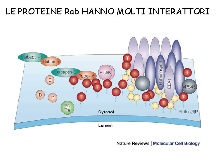 LE PROTEINE Rab HANNO MOLTI INTERATTORI 