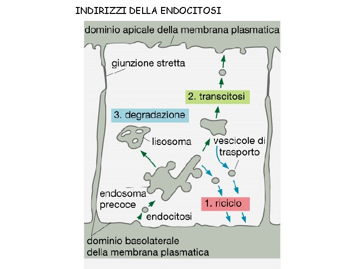 INDIRIZZI DELLA ENDOCITOSI 