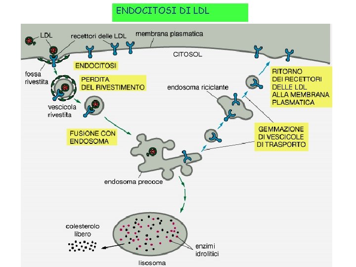 ENDOCITOSI DI LDL 