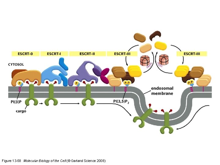 Figure 13 -58 Molecular Biology of the Cell (© Garland Science 2008) 