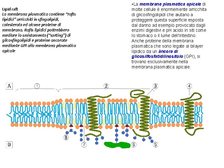 Lipid raft La membrana plasmatica contiene “rafts lipidici” arricchiti in sfingolipidi, colesterolo ed alcune