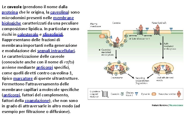 Le caveole (prendono il nome dalla proteina che le origina, la caveolina) sono microdomini