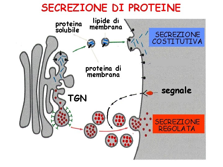 SECREZIONE DI PROTEINE lipide di membrana proteina solubile SECREZIONE COSTITUTIVA proteina di membrana TGN