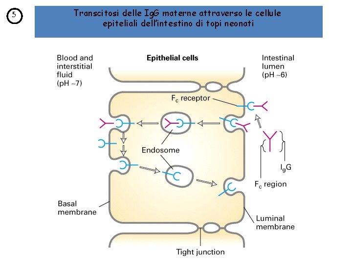 5 Transcitosi delle Ig. G materne attraverso le cellule epiteliali dell’intestino di topi neonati