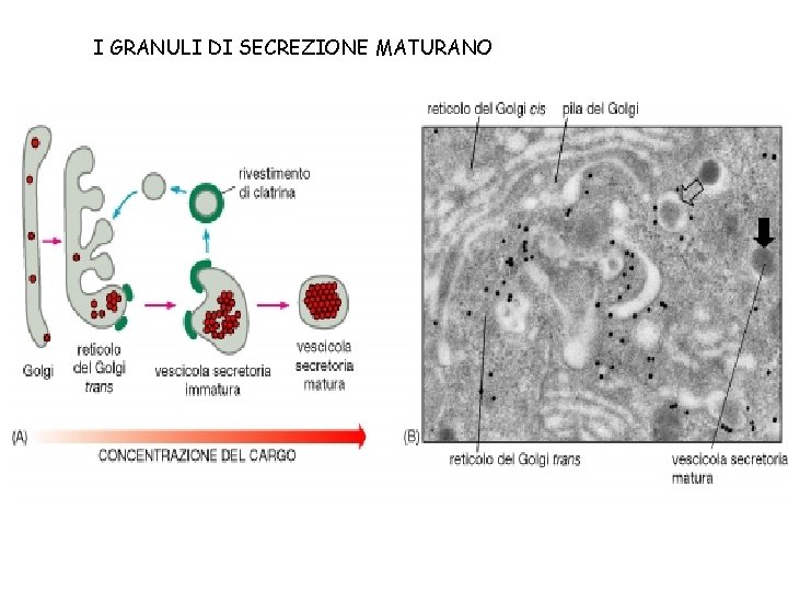 I GRANULI DI SECREZIONE MATURANO 