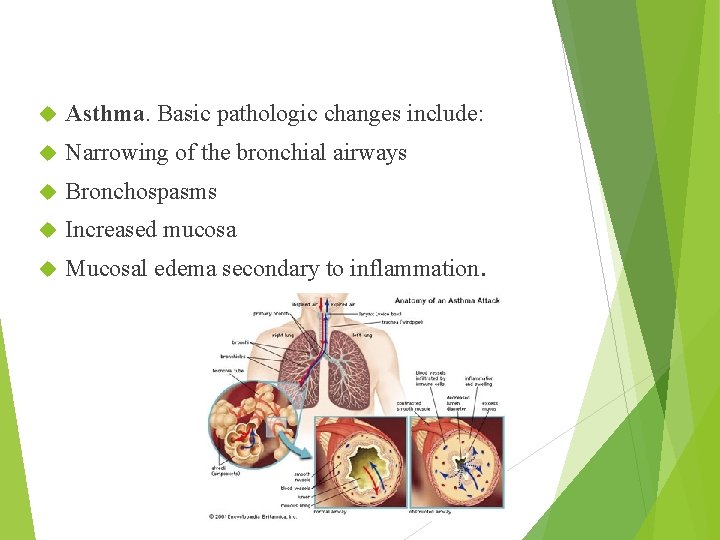  Asthma. Basic pathologic changes include: Narrowing of the bronchial airways Bronchospasms Increased mucosa