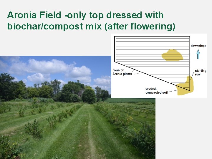 Aronia Field -only top dressed with biochar/compost mix (after flowering) 