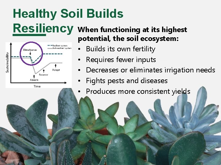 Healthy Soil Builds Resiliency When functioning at its highest potential, the soil ecosystem: •