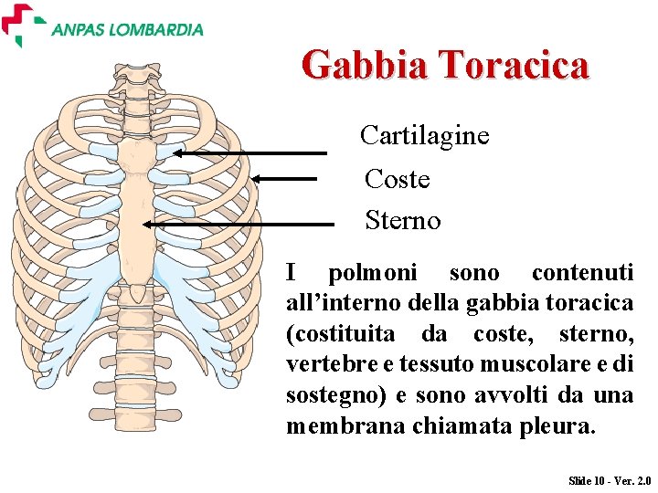 Gabbia Toracica Cartilagine Coste Sterno I polmoni sono contenuti all’interno della gabbia toracica (costituita