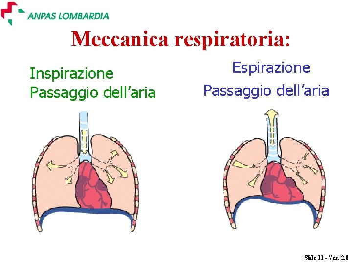 Meccanica respiratoria: Inspirazione Passaggio dell’aria Espirazione Passaggio dell’aria Slide 11 - Ver. 2. 0