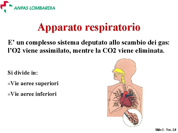 Apparato respiratorio E’ un complesso sistema deputato allo scambio dei gas: l’O 2 viene