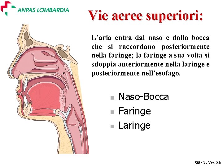 Vie aeree superiori: L’aria entra dal naso e dalla bocca che si raccordano posteriormente