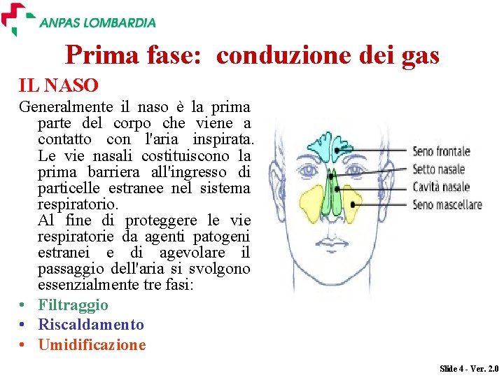 Prima fase: conduzione dei gas IL NASO Generalmente il naso è la prima parte