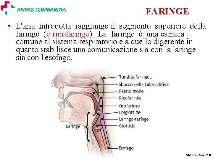 FARINGE • L'aria introdotta raggiunge il segmento superiore della faringe (o rinofaringe). La faringe
