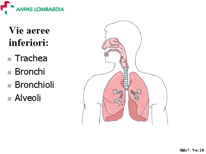 Vie aeree inferiori: n n Trachea Bronchioli Alveoli Slide 7 - Ver. 2. 0