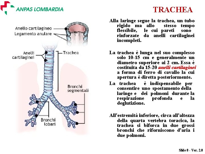TRACHEA Alla laringe segue la trachea, un tubo rigido ma allo stesso tempo flessibile,