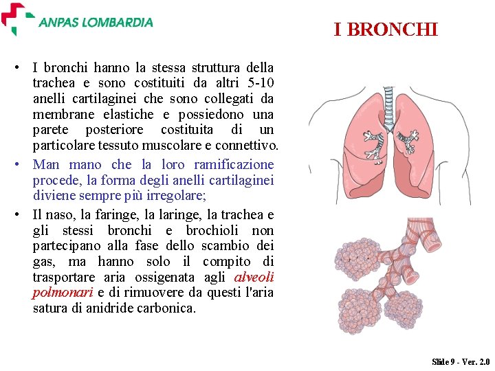 I BRONCHI • I bronchi hanno la stessa struttura della trachea e sono costituiti