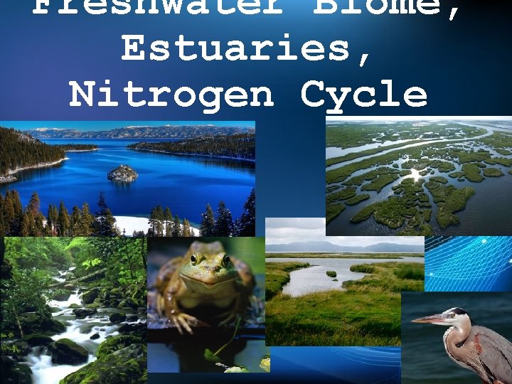 Freshwater Biome, Estuaries, Nitrogen Cycle 