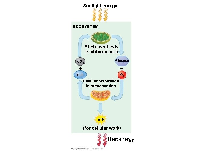 Sunlight energy ECOSYSTEM Photosynthesis in chloroplasts CO 2 Glucose H 2 O O 2
