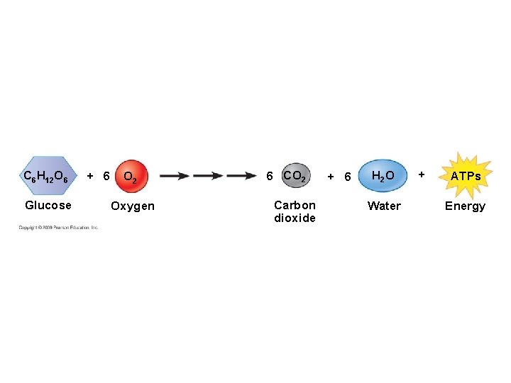 C 6 H 12 O 6 Glucose + 6 O 2 Oxygen 6 CO