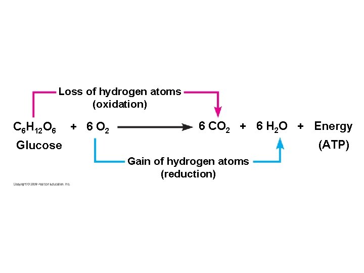 Loss of hydrogen atoms (oxidation) C 6 H 12 O 6 + 6 O