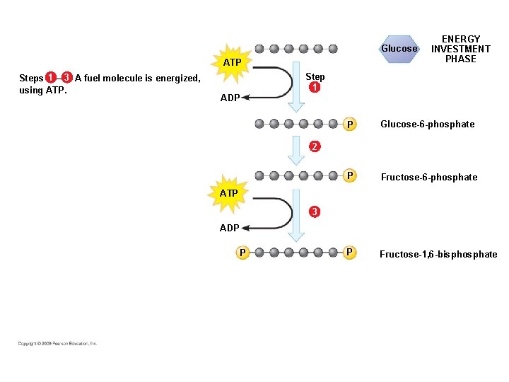 Glucose ATP Steps 1 – 3 A fuel molecule is energized, using ATP. ADP