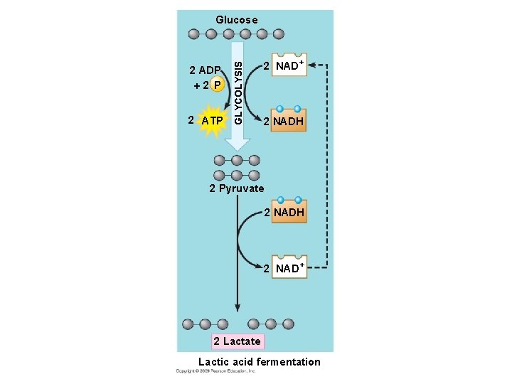 2 ADP 2 ATP GLYCOLYSIS Glucose 2 NAD+ 2 NADH 2 Pyruvate 2 NADH
