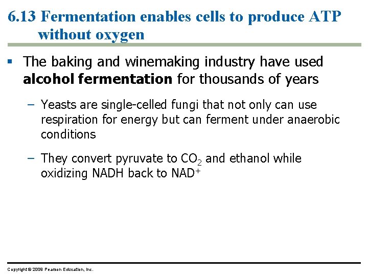 6. 13 Fermentation enables cells to produce ATP without oxygen § The baking and