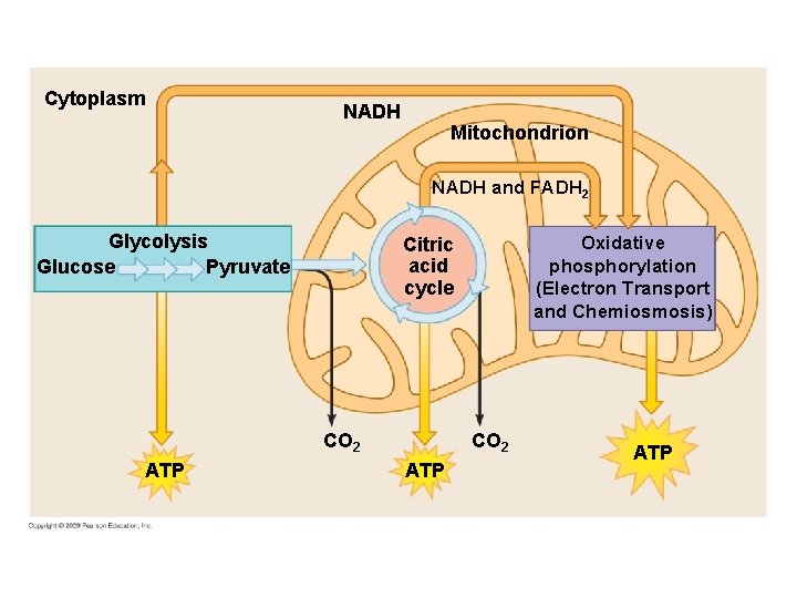 Cytoplasm NADH Mitochondrion NADH and FADH 2 Glycolysis Glucose Pyruvate CO 2 ATP Oxidative