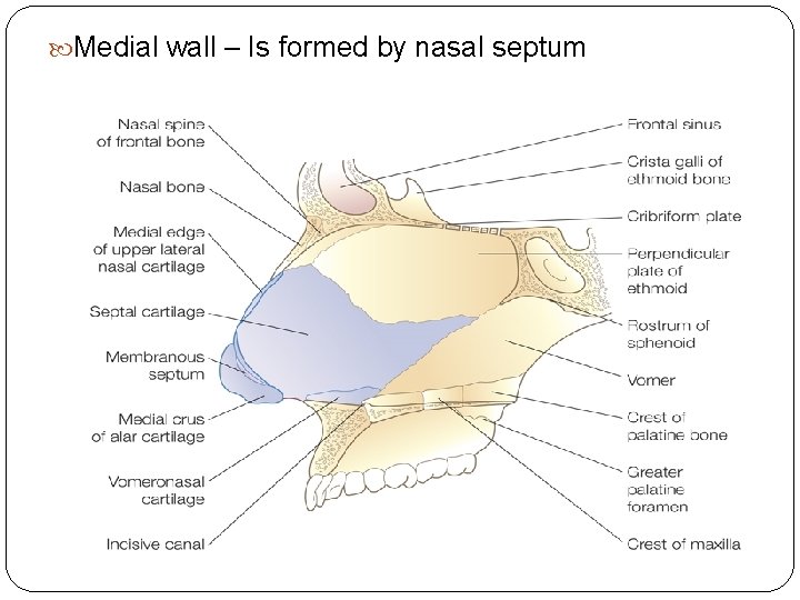  Medial wall – Is formed by nasal septum 