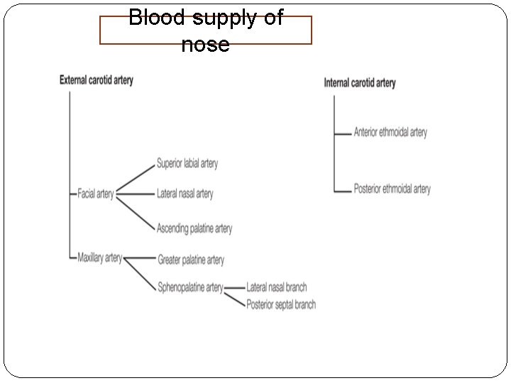 Blood supply of nose 