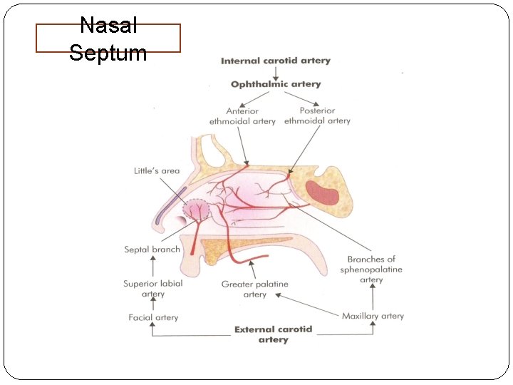 Nasal Septum 