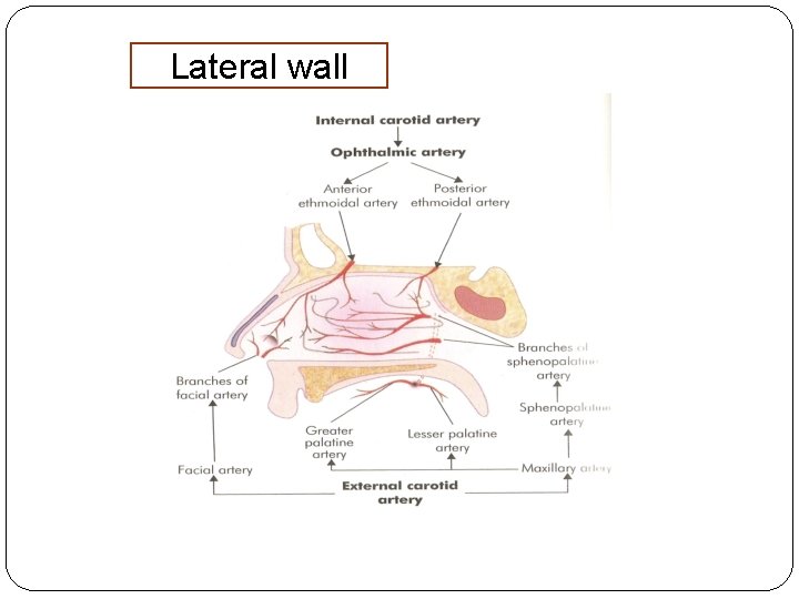 Lateral wall 