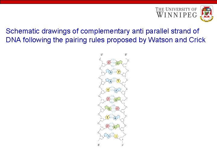 Schematic drawings of complementary anti parallel strand of DNA following the pairing rules proposed