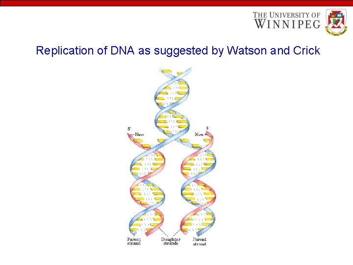 Replication of DNA as suggested by Watson and Crick 