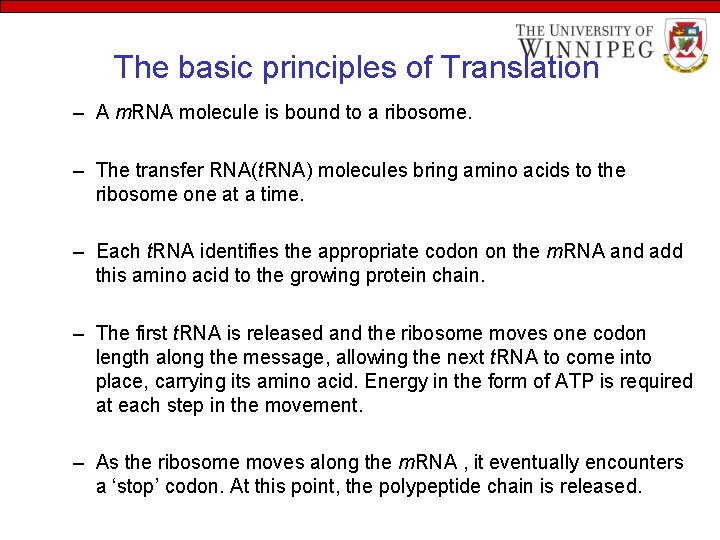 The basic principles of Translation – A m. RNA molecule is bound to a