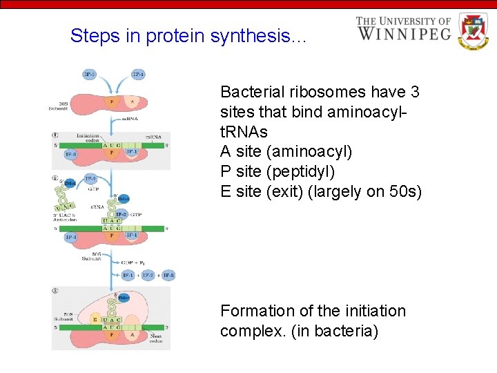 Steps in protein synthesis… Bacterial ribosomes have 3 sites that bind aminoacylt. RNAs A