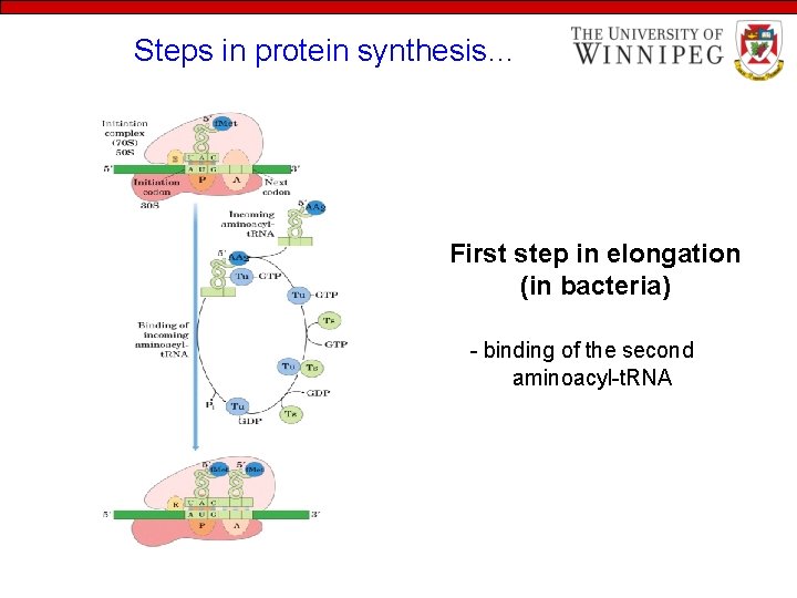 Steps in protein synthesis… First step in elongation (in bacteria) - binding of the