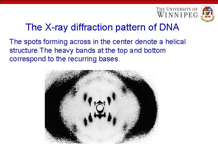 The X-ray diffraction pattern of DNA The spots forming across in the center denote