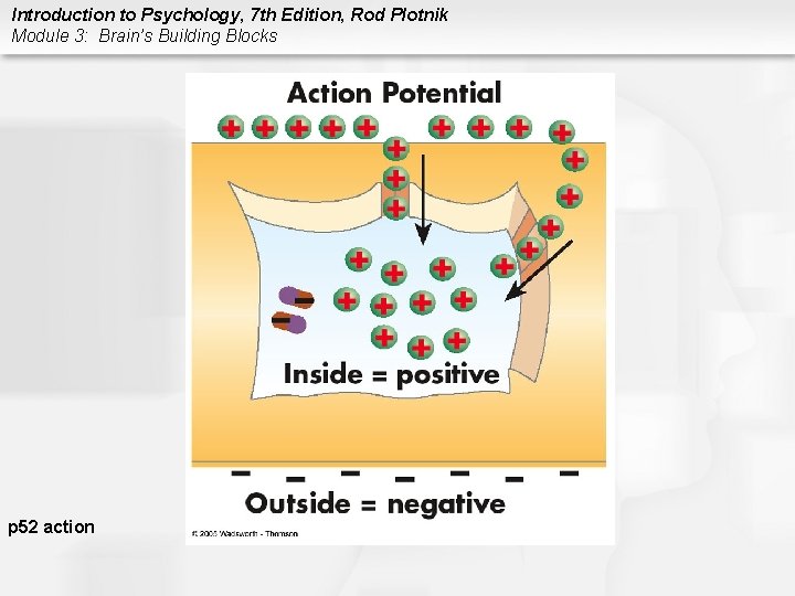 Introduction to Psychology, 7 th Edition, Rod Plotnik Module 3: Brain’s Building Blocks p