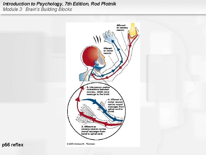 Introduction to Psychology, 7 th Edition, Rod Plotnik Module 3: Brain’s Building Blocks p